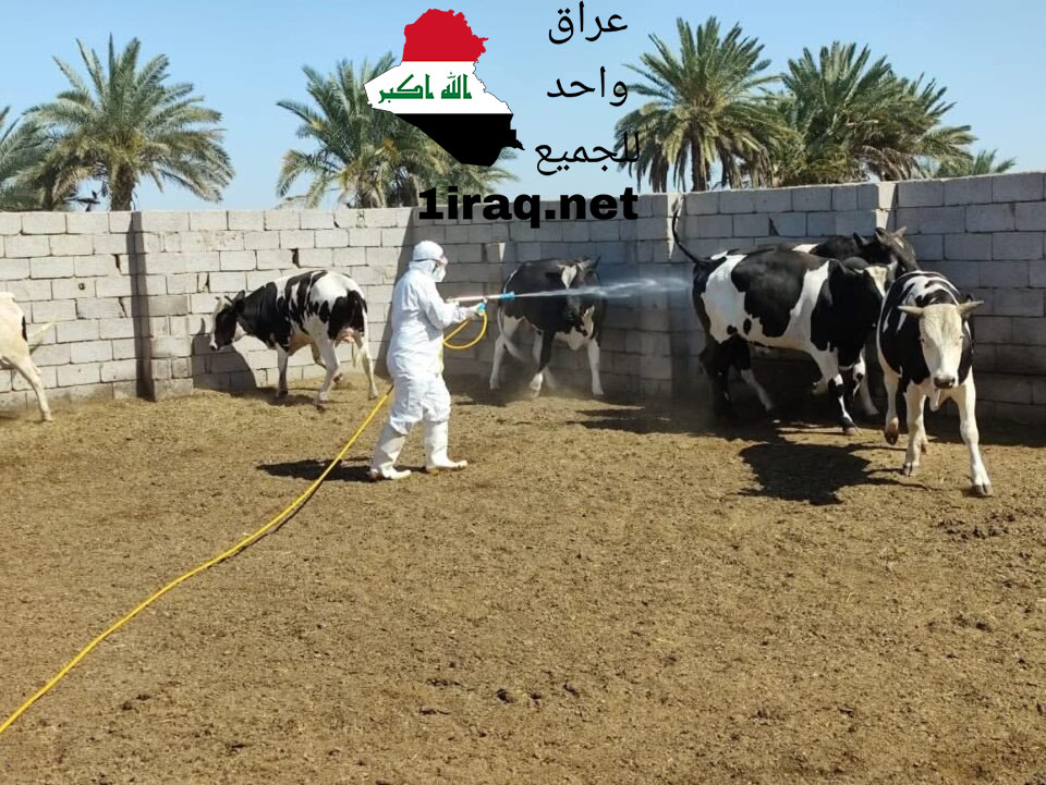 تسجيل حالتي وفاة و16 إصابة جديدة بالحمى النزفية