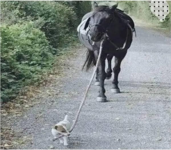 الحصان يقوده كلب وفيها رمزيتان كبيرتان